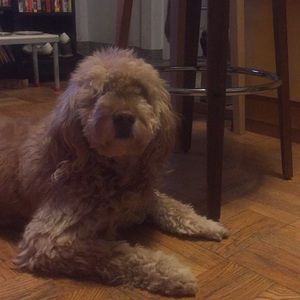 Meet your Posher, Jose